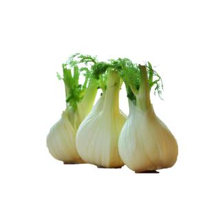 Fenchel regio