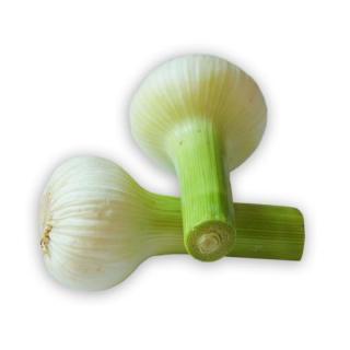 Knoblauch Knolle ( ca.50 g )