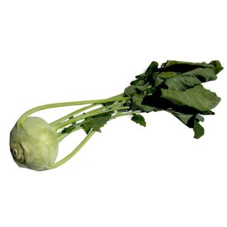Kohlrabi  Superschmelz groß (ca.700g)