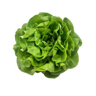 Salat Eichblatt-