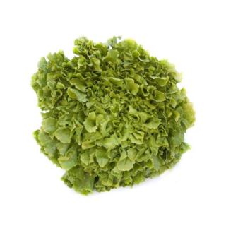 Salat Endivien