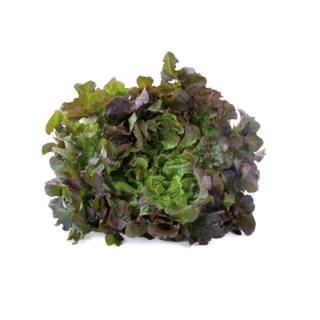 Salat  Kopfsalat regio
