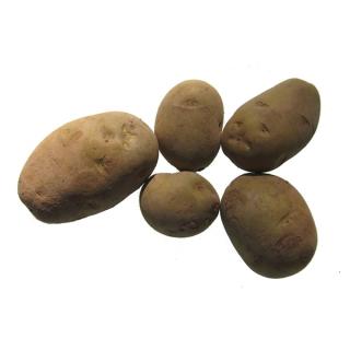 Kartoffeln Frühkartoffeln " Heurige "vfk