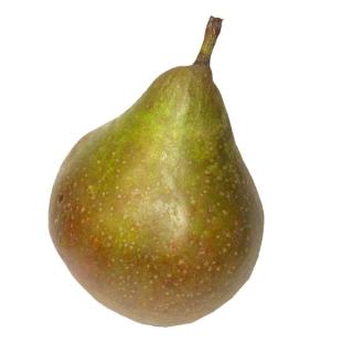 Birnen " Abate Fetel "
