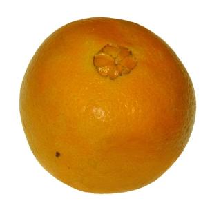 Orange Moro Blutorange