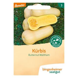 Saatgut Kürbis Butternut